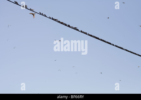 Les oiseaux sur le fil télégraphique, village de la paella, Valencia, Espagne Banque D'Images