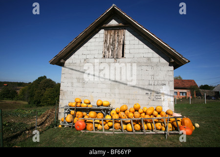 Variété de citrouilles stockées dans l'avant cour de ferme Banque D'Images