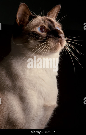 Portrait de chat siamois Banque D'Images