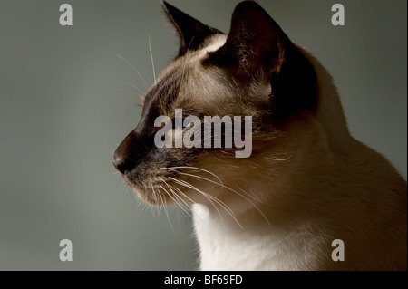 Portrait de chat siamois Banque D'Images