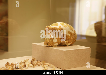 Reliques de l'Homo dans Authur M. Sackler Museum d'art et d'archéologie à l'Université de Pékin, Beijing, Chine Banque D'Images