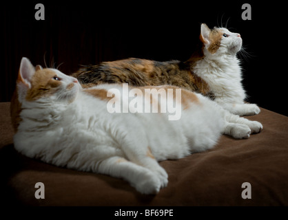 Deux gros chats Banque D'Images