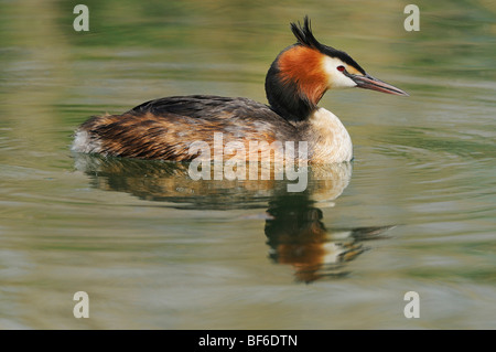 Grand-grèbe huppé (Podiceps cristatus), natation adultes, Suisse, Europe Banque D'Images