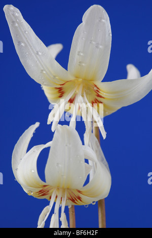 L'Erythronium californicum 'White Beauty' (chien-dent violette, Fontaine lily) Banque D'Images