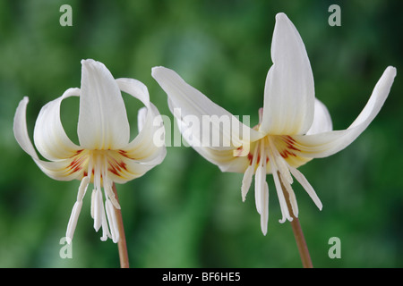 L'Erythronium californicum 'White Beauty' (chien-dent violette, Fontaine lily) Banque D'Images