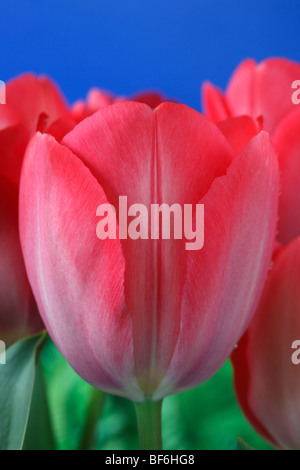 Tulipa 'Impression' Rouge AGA (Tulip) Groupe Darwinhybrid Banque D'Images