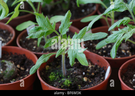 Plants de tomates en pots de fleurs Solanum lycopersicum Banque D'Images