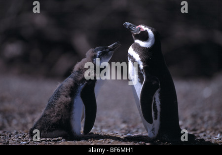 Magellanic penguin, spheniscus magellanicus Banque D'Images