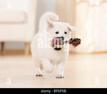 Berger Blanc Suisse - chien chiot avec toy Banque D'Images