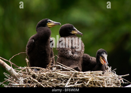 Grand Cormoran - trois pigeonneaux au nid / Phalacrocorax carbo Banque D'Images