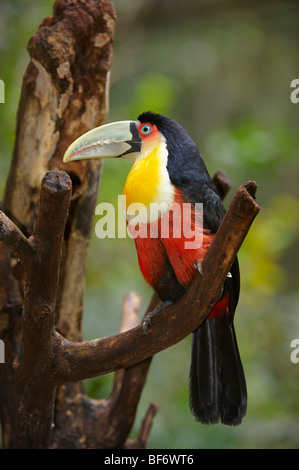 Toucan à ventre rouge sur la branche / Ramphastos dicolorus Banque D'Images