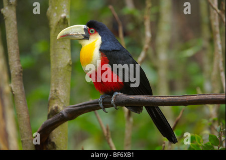 Toucan à ventre rouge sur la branche / Ramphastos dicolorus Banque D'Images