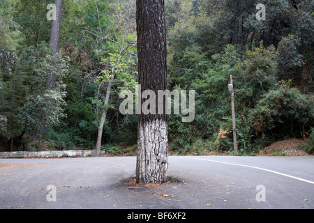 Arbre qui pousse au milieu d'une route de montagne dans les monts Troodos forest république de Chypre Banque D'Images