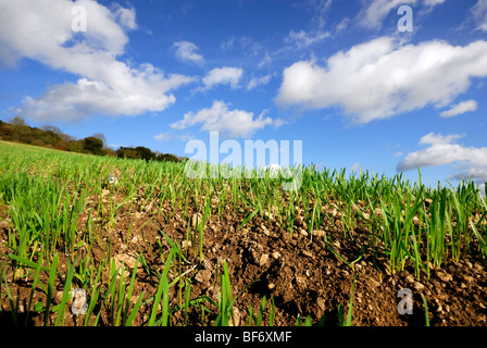 Terres agricoles de Surrey Hills Banque D'Images