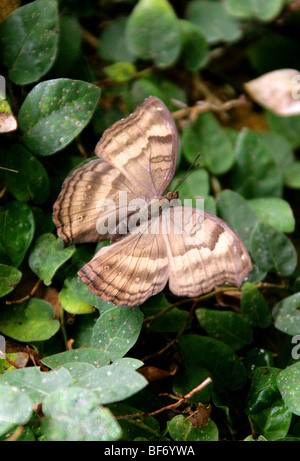 Pansy le chocolat ou chocolat Papillon, Soldat Junonia iphita, Nymphalidae, de l'Asie du Sud, Syn. Iphita precis. Banque D'Images
