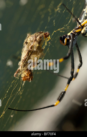 Araignée Nephila pilipes Golden Orb spider africains d'Afrique de l'Afrique de l'willdife arachnides araignée sur site web Banque D'Images