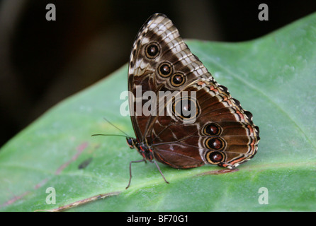 Papillon Morpho bleu, Morpho peleides, Nymphalidae, Amérique du Sud Banque D'Images