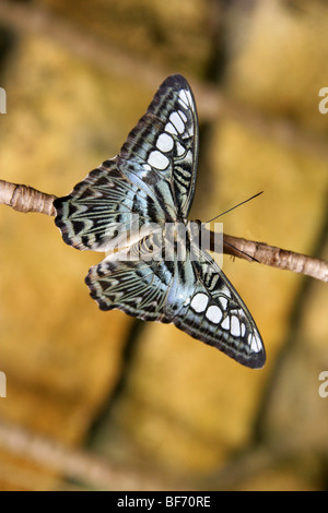 Le Clipper Bleu, Papillon Parthenos sylvia lilacinus, Nymphalidae, Asie du Sud Est Banque D'Images