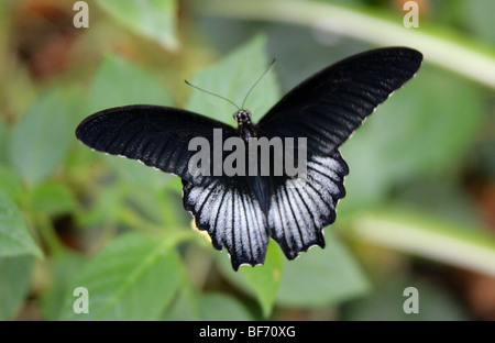 Grand Mormon Swallowtail Butterfly, Papilio memnon, Papilionidae Banque D'Images