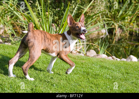 Chiot Basenji - tournant dans le jardin Banque D'Images