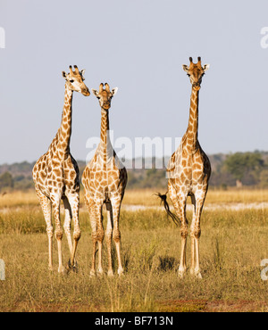 Trois Girafes Giraffa camelopardalis / permanent - Banque D'Images