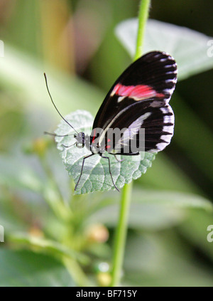 Le petit facteur, Papillon Heliconius erato, Sud, d'Amérique centrale Neo Banque D'Images