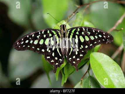 Queue Geai ou vert-spotted Papillon Triangle, Graphium agamemnon, Papilionidae Inde, péninsule malaise, est de la Chine, de l'Australasie Banque D'Images