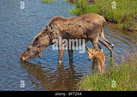 - Orignal femelle et son veau à l'eau / Alces alces Banque D'Images