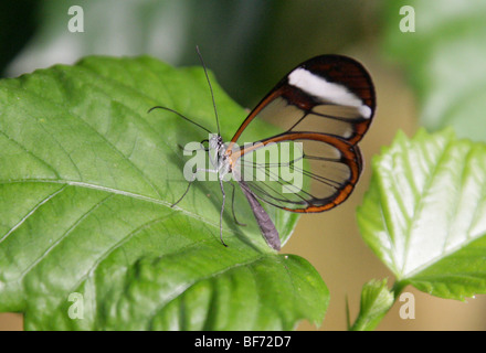 L'aile de papillon en verre, Greta oto, Nymphalidae, Amérique du Sud et en Amérique centrale, Mexique, Panama. Banque D'Images