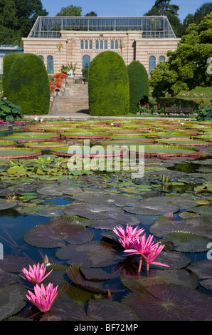 L'étang à nénuphars à la jardin botanique zoologique Wilhelma à Stuttgart, Bade-Wurtemberg, Allemagne Banque D'Images