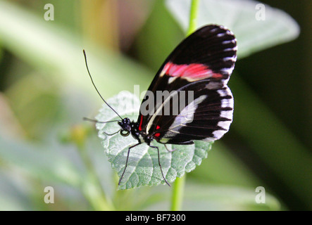 Le petit facteur, Papillon Heliconius erato, Sud, d'Amérique centrale Neo Banque D'Images