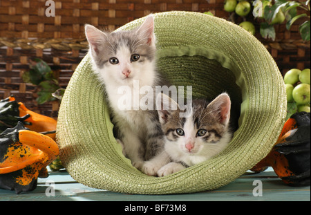 Chat domestique - deux chatons dans hat Banque D'Images