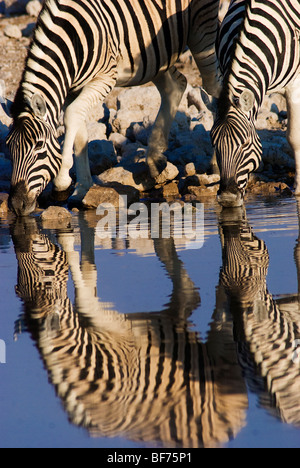 Les zèbres boire au point d'Okaukuejo, Etosha National Park, Namibie Banque D'Images