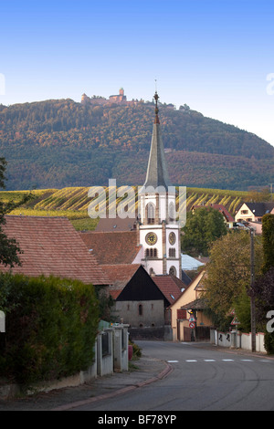 Rorschwih Vignoble haut koenigsbourg paysage le long de la route des vins, les villages de l'automne, Haut Rhin, Alsace France Alsace 099705 Banque D'Images