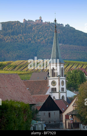 Rorschwih Vignoble haut koenigsbourg paysage le long de la route des vins, les villages de l'automne, Haut Rhin, Alsace France Alsace 099706 Banque D'Images