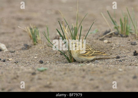 Plus de circaète Jean-le-Lark Calandrella brachydactyla des profils dans le sable à Kalloni Salt Pans, Lesbos, Grèce en avril. Banque D'Images