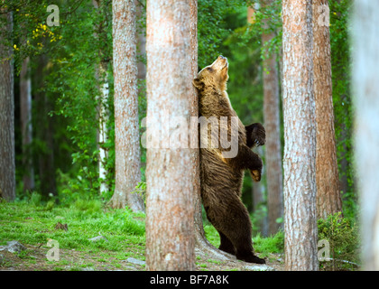 Retour de l'ours grizzli rayer