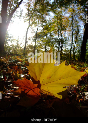 Feuille sur terrain en forêt durant la saison d'automne - France Europe Banque D'Images