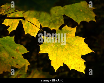 La direction générale et les feuilles de platane sur fond sombre au cours de l'automne saison - France Europe Banque D'Images