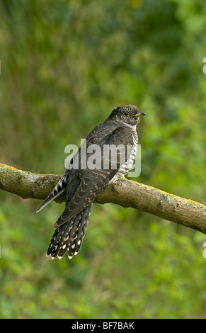 Cuckoo eurasien perché sur une branche juvénile Banque D'Images