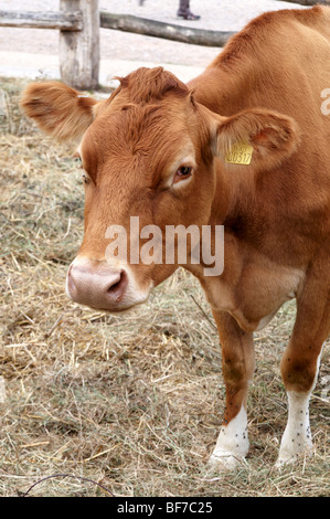 Les jeunes vaches de Guernesey. Banque D'Images