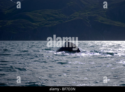Baleine à bosse (Megaptera novaeangliae) Reykjavik Islande Banque D'Images