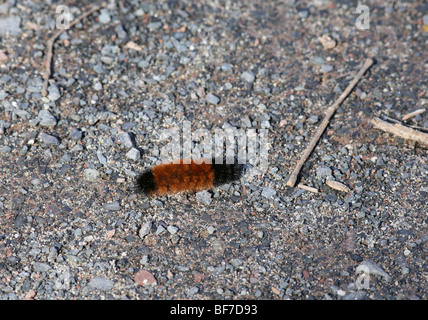 Ours laineux du caterpillar Isabella Tiger Moth ramper sur le sol rocheux. Banque D'Images