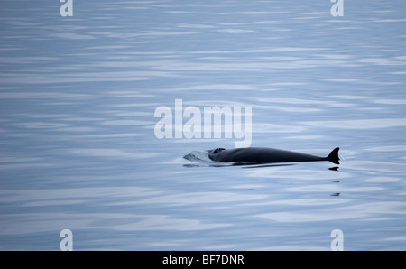 Le nord du Petit Rorqual (Balaenoptera acutorostrata), Baie Faxafloi, Islande Banque D'Images