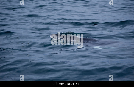 Le nord du Petit Rorqual (Balaenoptera acutorostrata) Baie Faxafloi surfaçage, Islande Banque D'Images