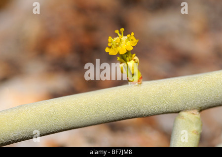 Seule fleur d'Euphorbia decussata, Richtersveld, Afrique du Sud Banque D'Images