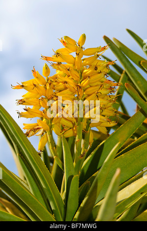 Inflorescense, Quiver Tree, Kokerboom, Aloe dichotoma, Namaqualand, Afrique du Sud Banque D'Images