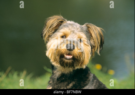 Half Breed dog - portrait Banque D'Images