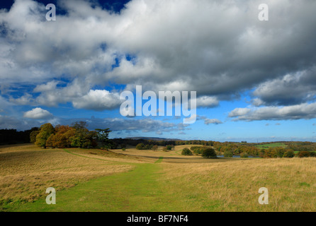 Petworth Park, Petworth, West Sussex, Angleterre, Royaume-Uni. Banque D'Images