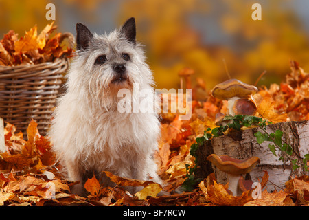 Cairn Terrier, 14 ans / feuillage de l'automne Banque D'Images